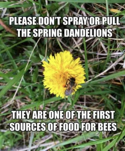 Image of a bee on a dandelion flower. Text reads: Please don't spray or pull the spring dandelions, they are one of the first sources of food for bees
