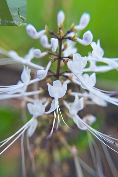 A macro photograph of the small, white flowers and long, white whiskers projecting from those flowers, all blooming radially around the flower stalk. The background is out of focus.