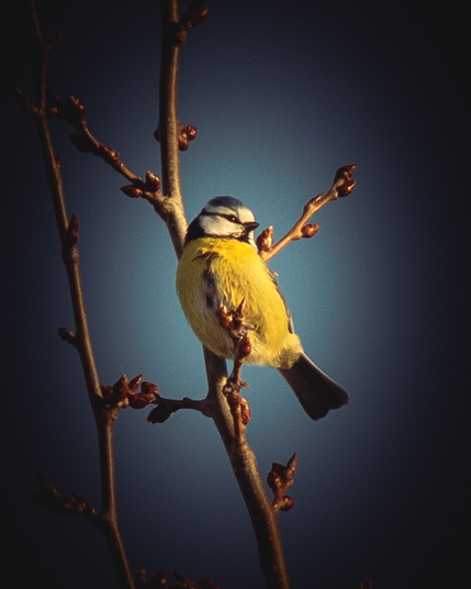 The Eurasian Blue Tit