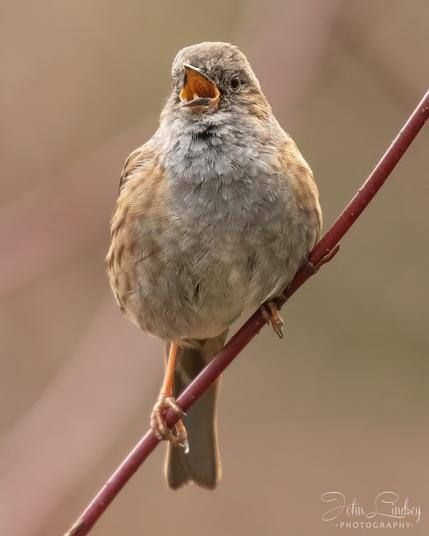 Singing Dunnock at a local nature reserve using the Nikon D850.