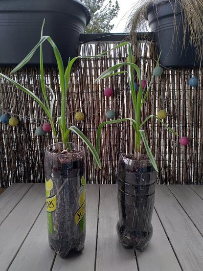 2 gousses d'ail planté à l'automne dans une bouteille de Soda étêtées.
Haut d'environ 30cm. Les bouteille posées sur une table de jardin sur le balcon.