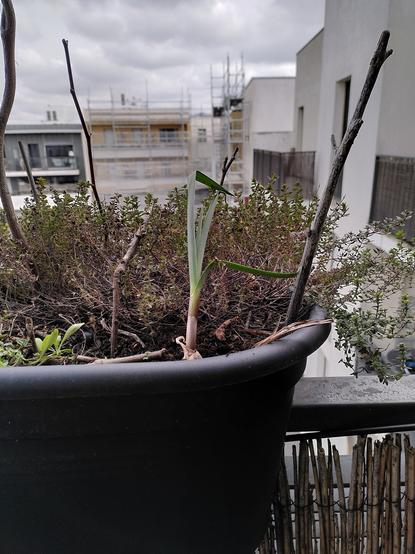 Autre gousse d'ail de la meme tête plantée à l'automne dans une jardinière.
Haute de 15cm