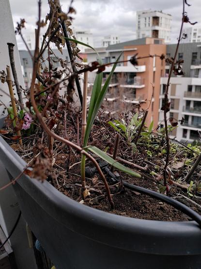 Encore autre gousse d'ail dans une jardinière.
Hauteur 20cm