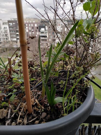3ieme gousse d'ail à l'automne dans une jardinière.
Hauteur 15cm