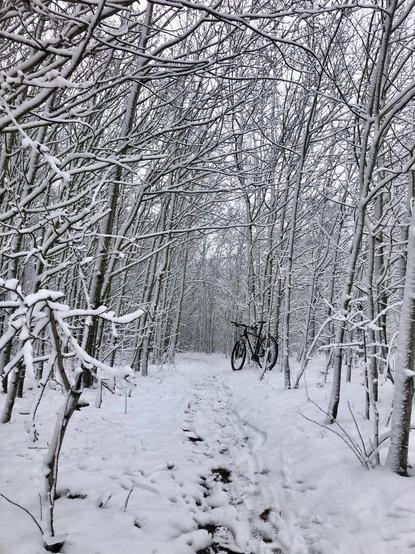 Foto eines Waldweges. Alles ist schneebedeckt in der Mitte lehnt ein MTB an einem jungen Baum.