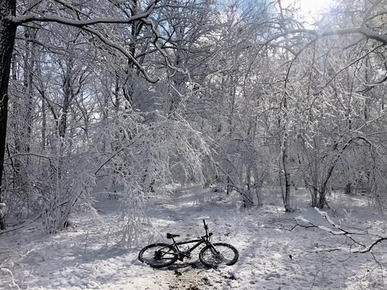 Foto im Wald. Der Waldweg ist kaum auszumachen, weil alles schneebedeckt ist. Die Sonne scheint durch die Ăste. Auf dem Weg liegt ein MTB quer.
