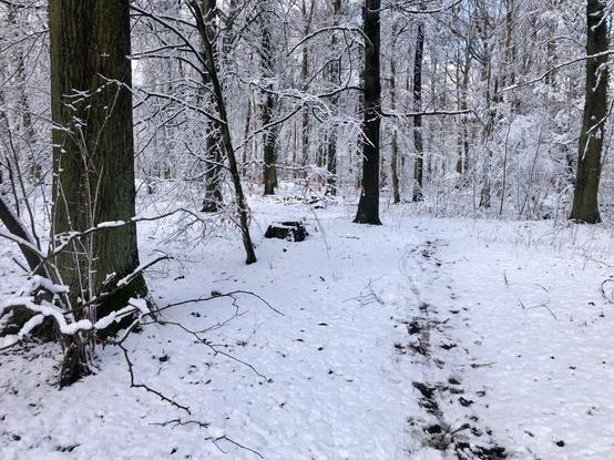 Schmaler Waldweg in einem leicht verschneiten Wald