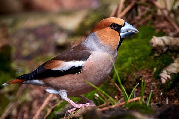 A shy but colorful Hawfinch on the ground in a forest.