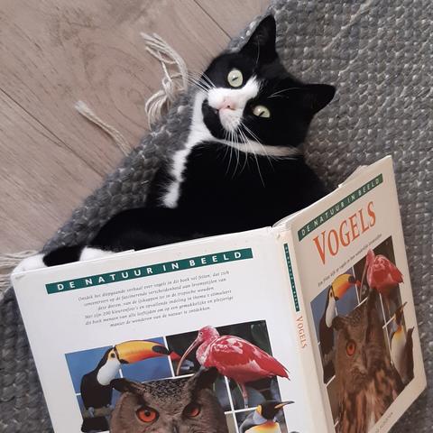 Afbeelding van een poes onder een boek over vogels.
