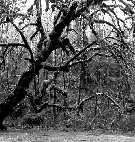 An old, moss covered big tree with gnarly barren branches.  Black and white photo.