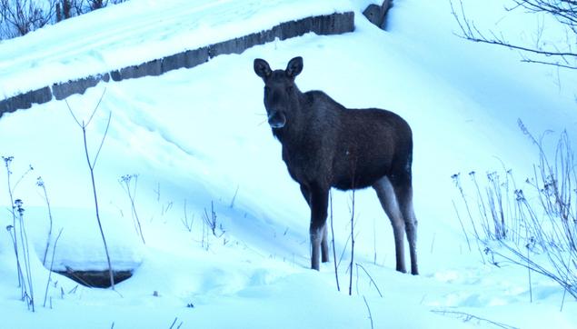 En elg står i snøen og følger nøye med på hva fotografen foretar seg.
--- 
A moose pays close attention to what the photographer is doing.