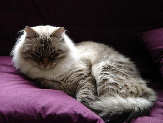 Flek le chat, posant sur son coussin aubergine avec un léger contrejour qui souligne sa fourrure épaisse et duveteuse.
Chat ragdoll face européen.