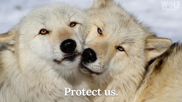 Two light-colored wolves lovingly mushing their faces together.