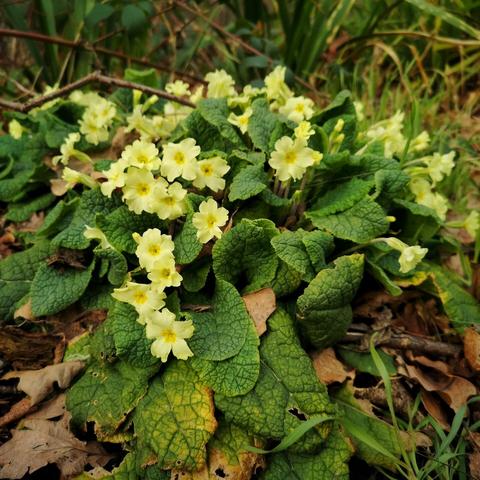 A clump of yellow primroses surrounded by green leaves.