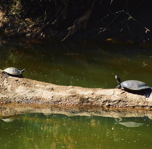 Two turtles on a log in a river