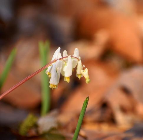 Dutchman’s breeches flowers