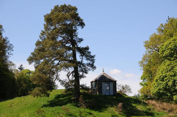 The Earthquake House on the edge of Comrie in Perthshire. The image shows a view up a slight hill to a grassy summit with a large tree growing on it. Just to the right of it is a small square building with a slate roof. There are more trees on either side. The scene is in sunlight.