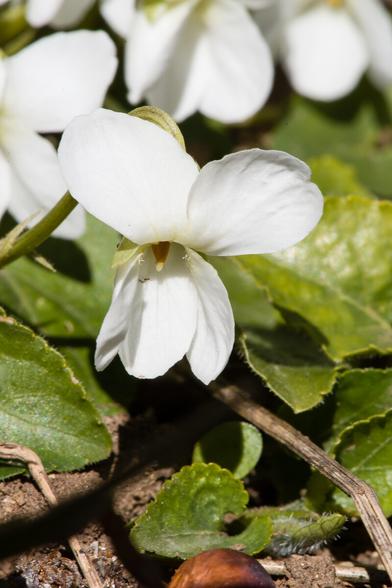 𝑽𝒊𝒐𝒍𝒂 𝒂𝒍𝒃𝒂
Violette blanche
White violet
Pied du jura vaudois