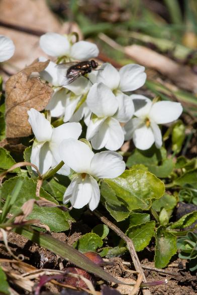 𝑽𝒊𝒐𝒍𝒂 𝒂𝒍𝒃𝒂
Violette blanche
White violet
Pied du jura vaudois