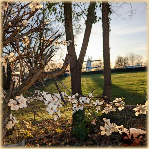 Weiße Blüten an einem Bäumchen oder einer Hecke im abendlichen Sonnenlicht. Im. Hintergrund sind eine Wiese und der Sprungturm eines Freibads zu sehen.