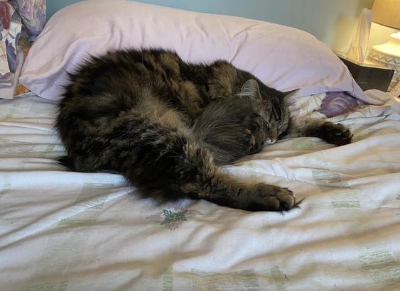Mama cat passed out in the warm spot on my bed where I just got from and had planned on sitting back down
