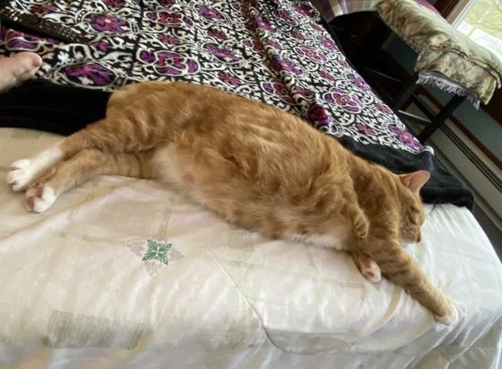 Daddy cat stretched out napping on my bed, taking up almost the entire half of the bed, forcing me to sit with my legs drawn up on my own bed
