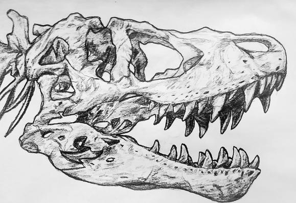 A sketchy pencil illustration of a Tyrannosaurus rex skull in profile facing left. Its mouth is open in a roar, and the skull is tilted slightly up.