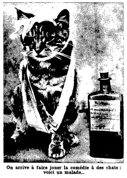 Une photo d'un chat bandé avec une patte en écharpe à côté d'une bouteille de médicament.
"On arrive à faire jouer la comédie à des chats, voici un malade..."