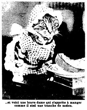 "... et voici une brave dame qui s'apprête à manger comme il sied une trance de melon". Et en effet un chat avec robe et bonnet à dentelle devant une tranche de melon. Notons qu'on a réussi à lui mettre cette tenue, mais je doute qu'aucun humain ne réussisse à s'approcher de lui pour l'enlever sans y laisser une main ou un œil vu le regard de tueur du chat.