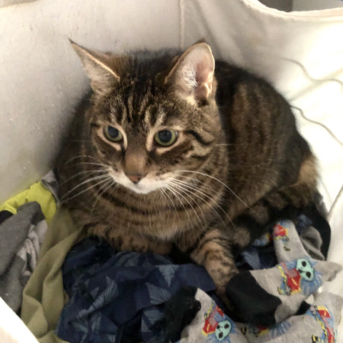 My tabby Pip in the laundry basket