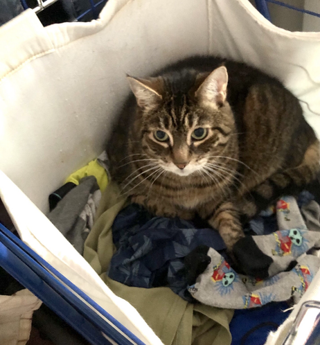My tabby Pip in the laundry basket