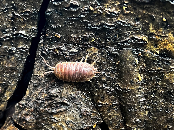 A tanish wood louse under a damp log.