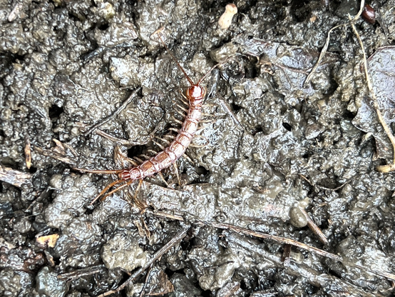 A reddish centipede on some mud and organic matter from being under a log.