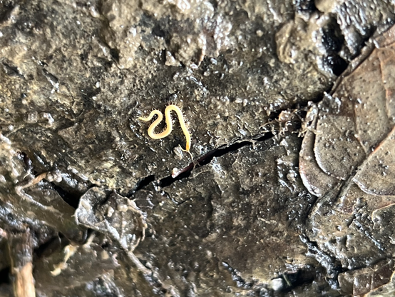 A very small light yellow centipede under a damp log