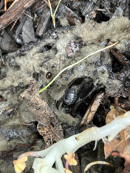 A rolled up rolypoly in some organic matter under a log