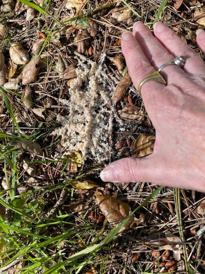 4 photos of globby white slime mold on grass