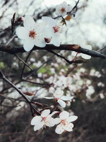 Buds of blackthorn blossom - slightly blurred.