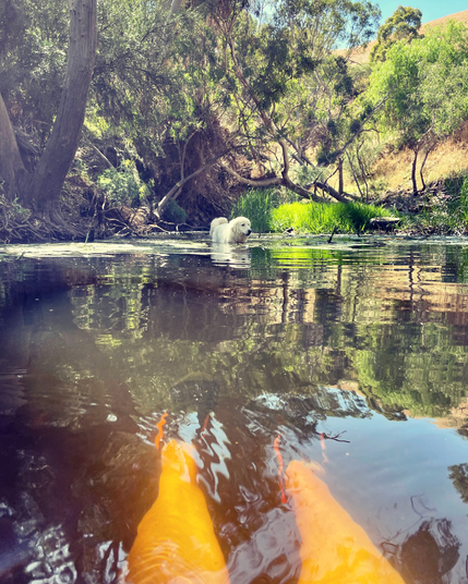 Photo taken from in the river looking back towards Maremma Sheepdog half emerged in water.