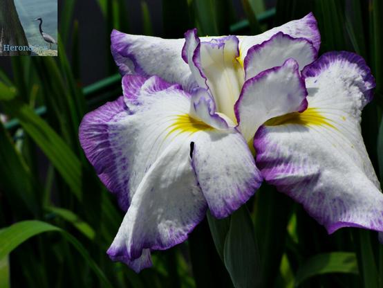 A white Japanese iris with purple and yellow streaks.