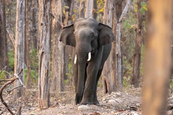 A photo of an Asian elephant exiting a forest