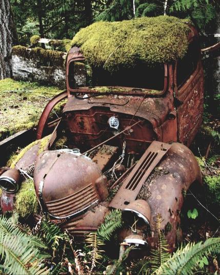 Very old, completely rusty, Dodge pickup truck.  Abandoned in the forest.  Moss, fungi & plants are growing all over, in & around it.