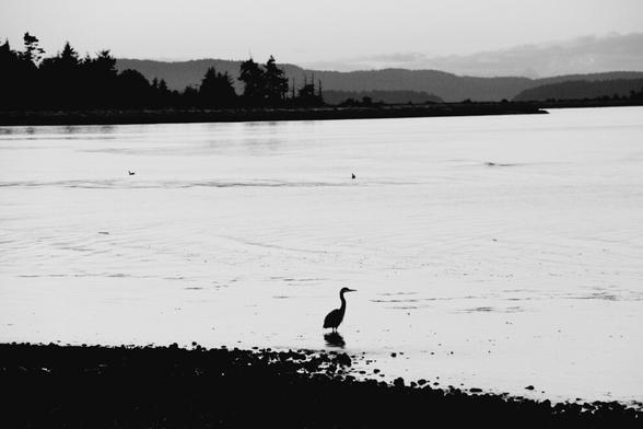 Monochrome photo of a heron at tideline.  Ocean and island horizon is in background.