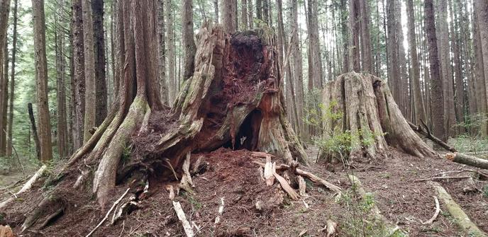 Two giant old growth tree stumps. In an old clearcut old growth forest.