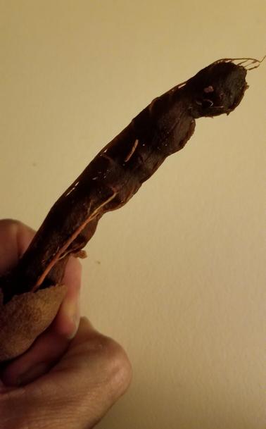 Unpeeled tamarind fruit.