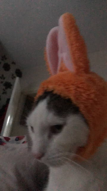 A white and tabby cat wearing an orange hat with rabbit ears and an unimpressed expression