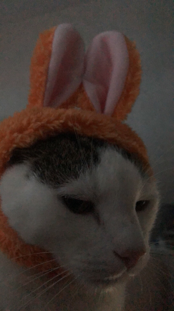 A white and tabby cat wearing an orange hat with rabbit ears and an unimpressed expression