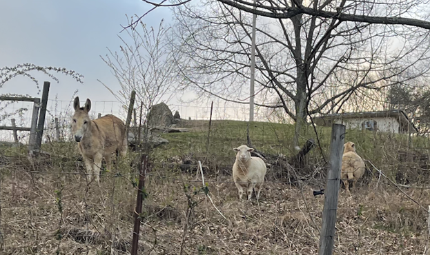 A donkey and two sheep on a hillside, with early morning blue and pinkish sky in the background, on a leafy patch of ground behind some wire fencing, looking toward the camera.