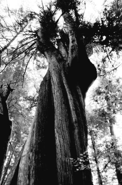 Two old growth red cedar trees, entwined together.  In monochrome.