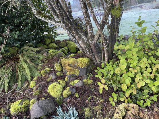 Salal, mossy rocks, and fern under the trunk of a service berry