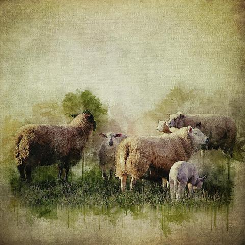A painterly, textured photoart image of a small flock of sheep - 3 ewes and their lambs - on pasture.
